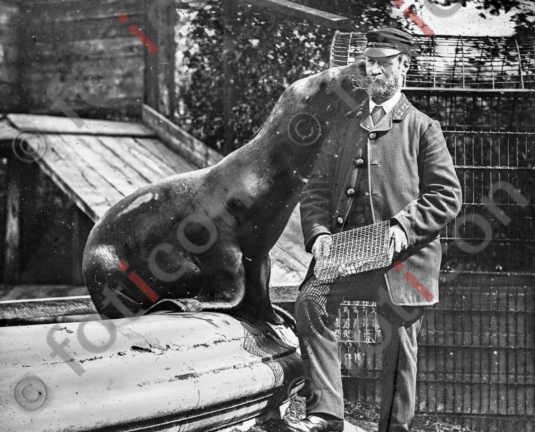 Küssender Seelöwe | Kissing Sea Lion - Foto foticon-simon-167-041-sw.jpg | foticon.de - Bilddatenbank für Motive aus Geschichte und Kultur